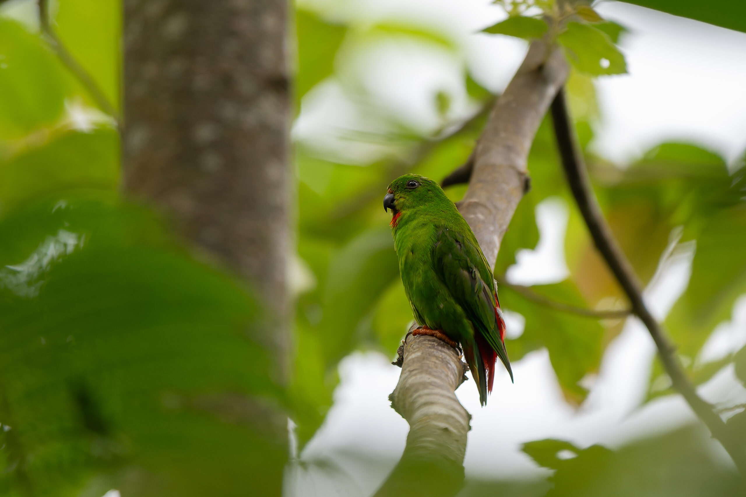 Sangihe Hanging Parrot (image by Diedert Koppenol)