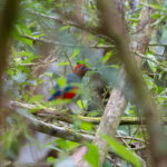 Sangihe Pitta (image by Diedert Koppenol)
