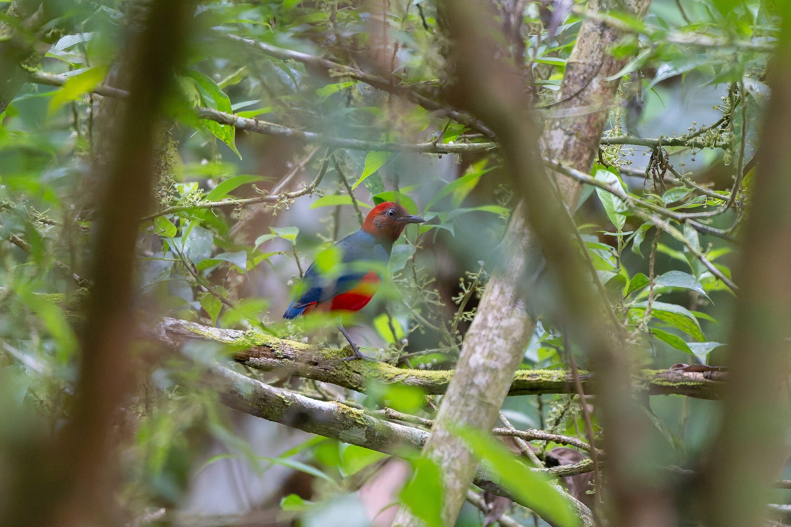Sangihe Pitta (image by Diedert Koppenol)