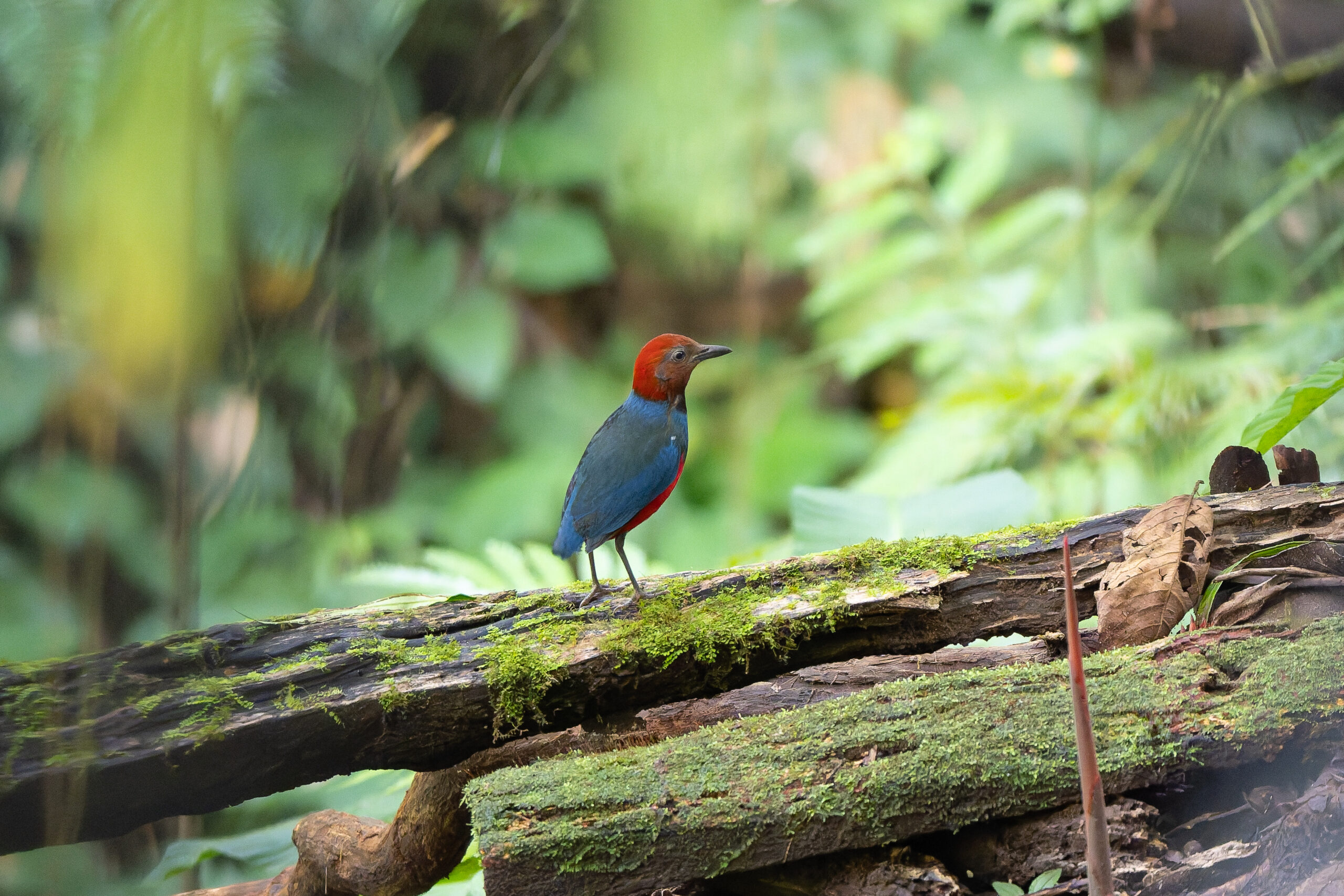 Sangihe Pitta (image by Diedert Koppenol)