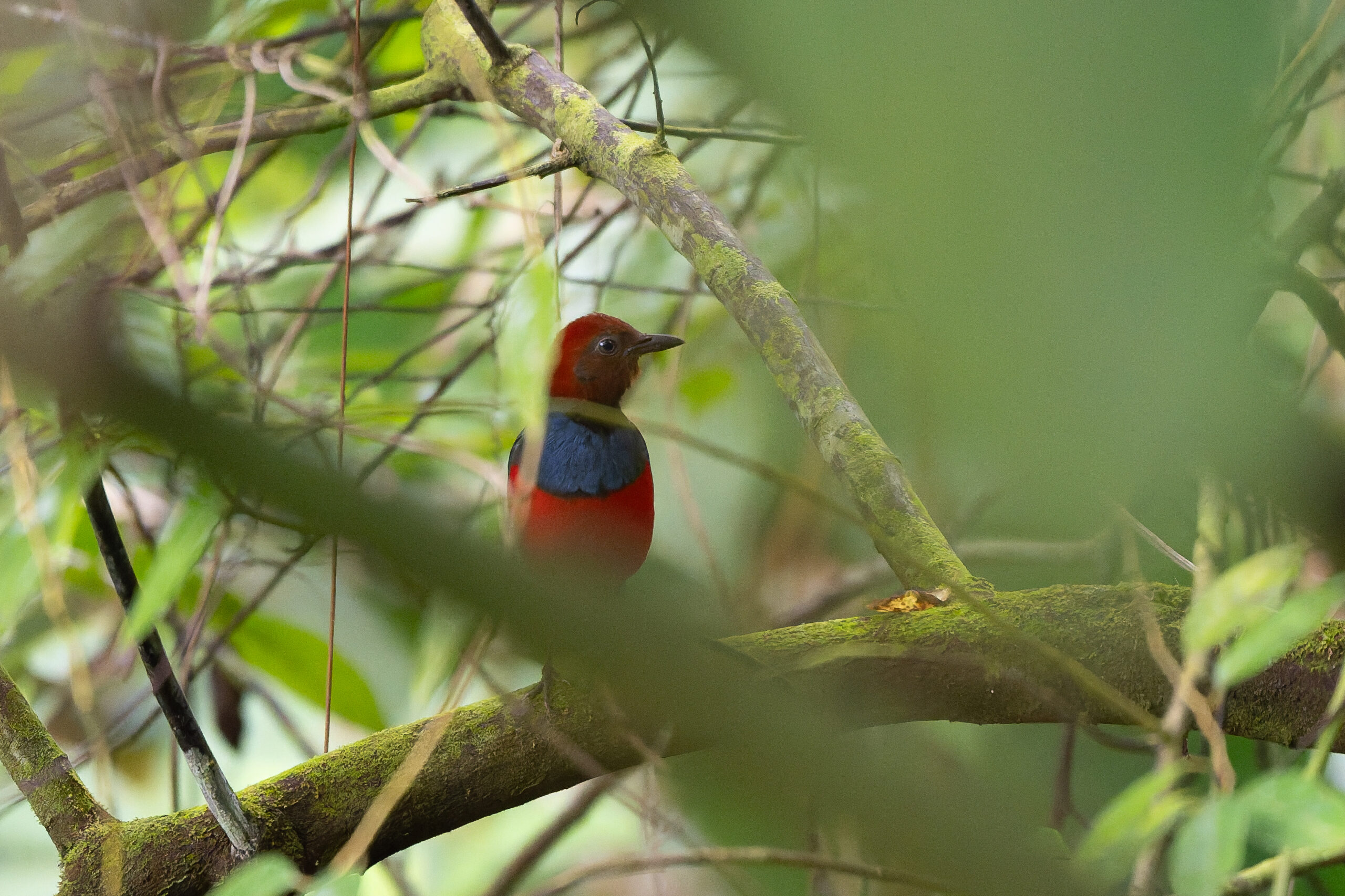 Sangihe Pitta (image by Diedert Koppenol)