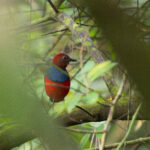 Sangihe Pitta (image by Diedert Koppenol)