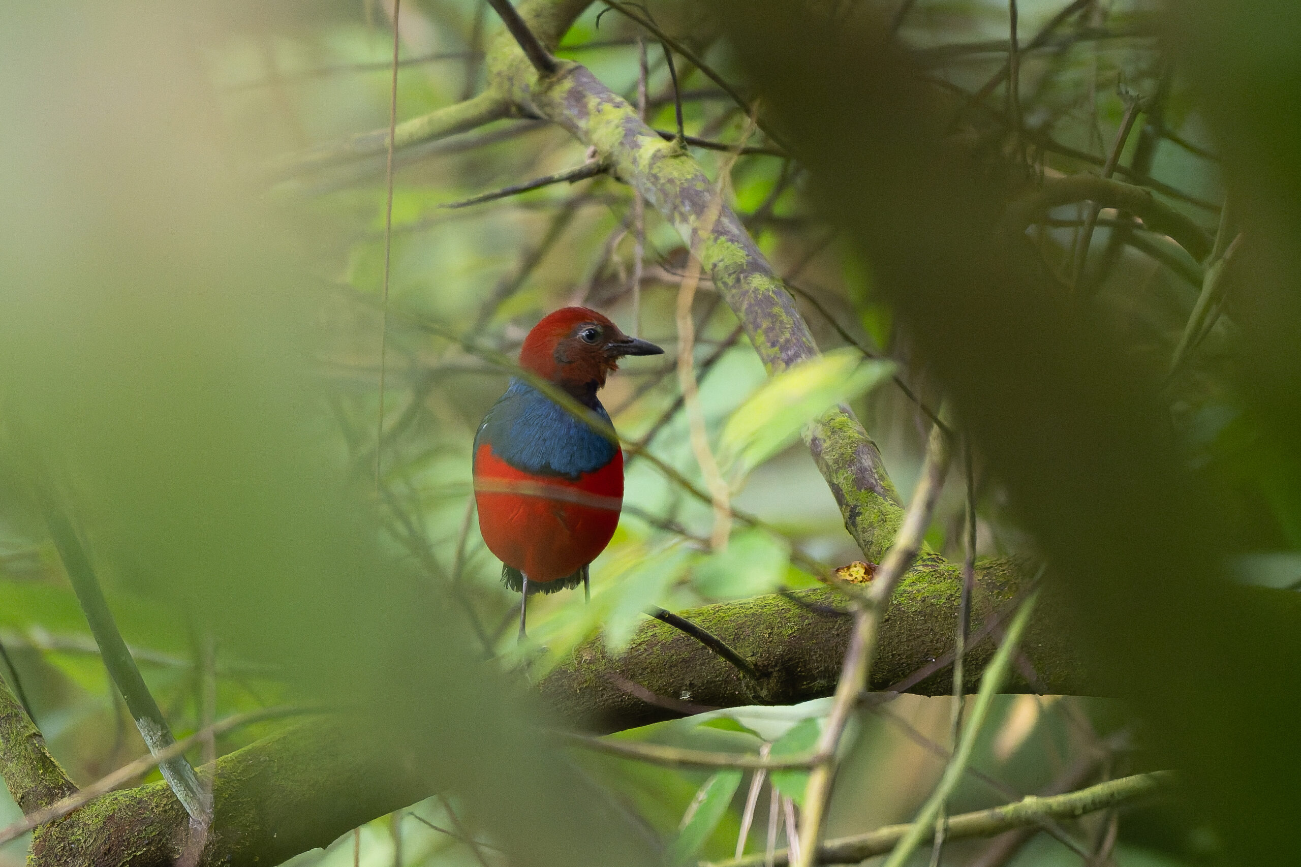 Sangihe Pitta (image by Diedert Koppenol)