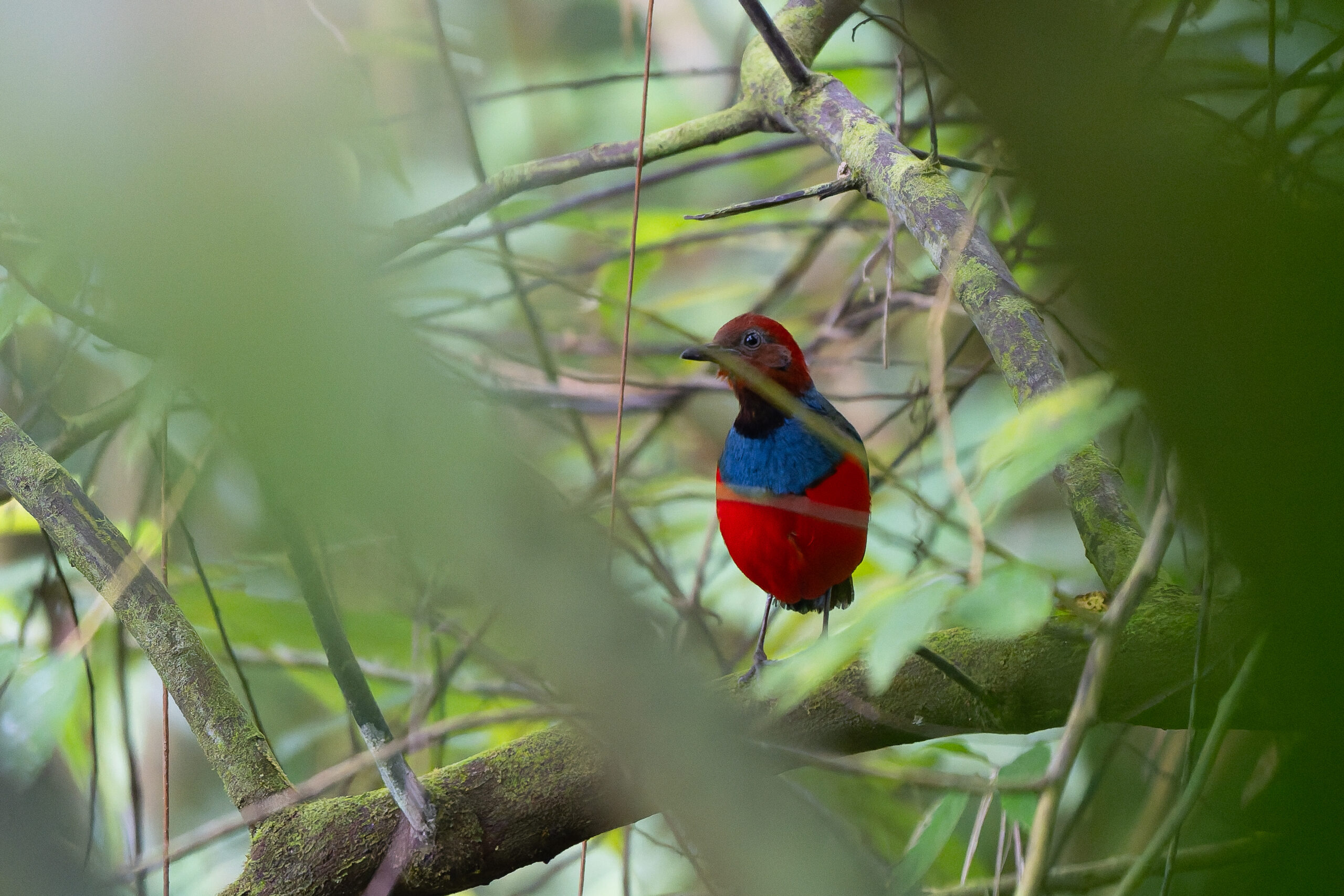 Sangihe Pitta (image by Diedert Koppenol)