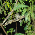 Sangihe Scops Owl (image by Diedert Koppenol)