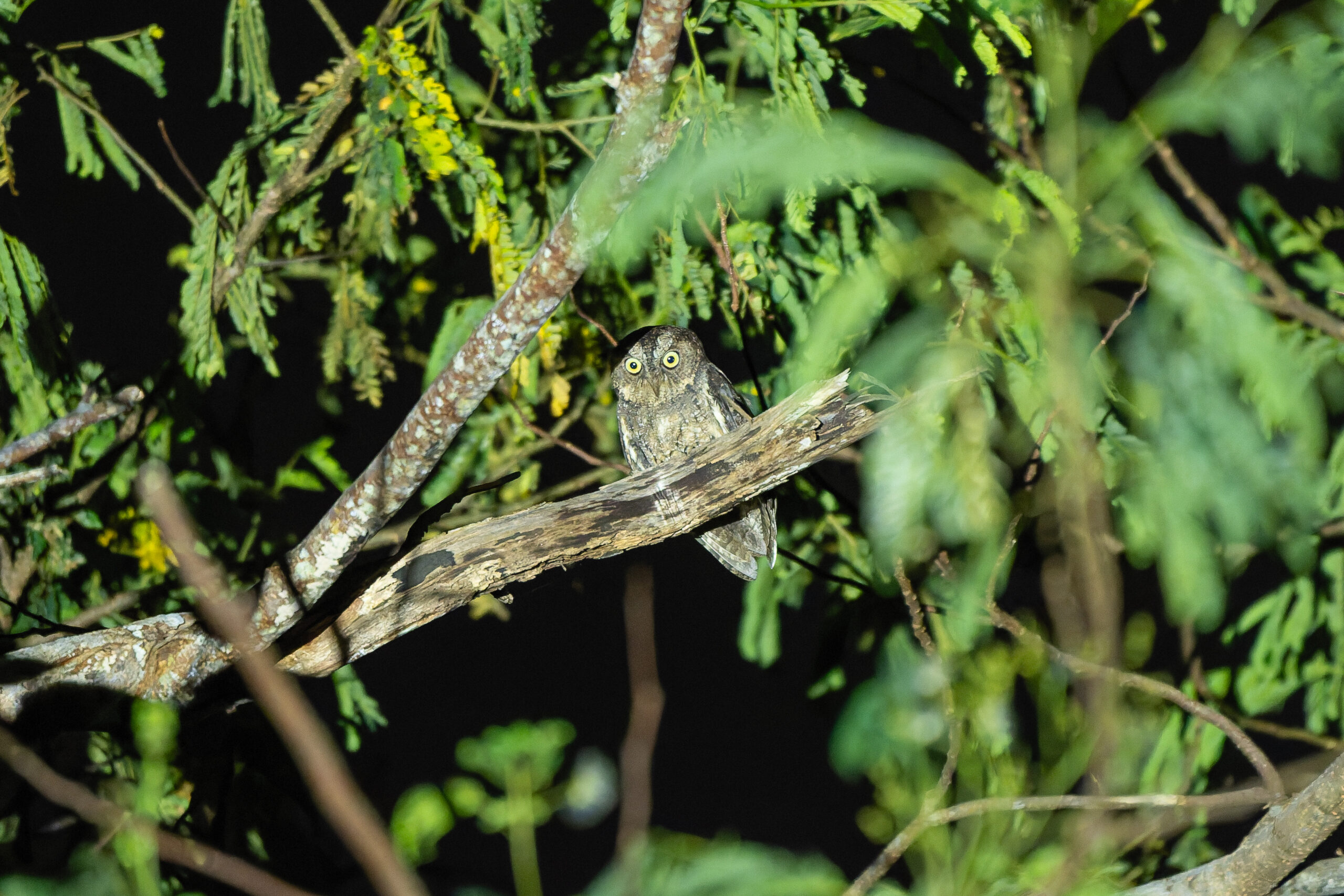 Sangihe Scops Owl (image by Diedert Koppenol)