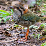 Scaly Ground Roller (image by Nik Borrow)