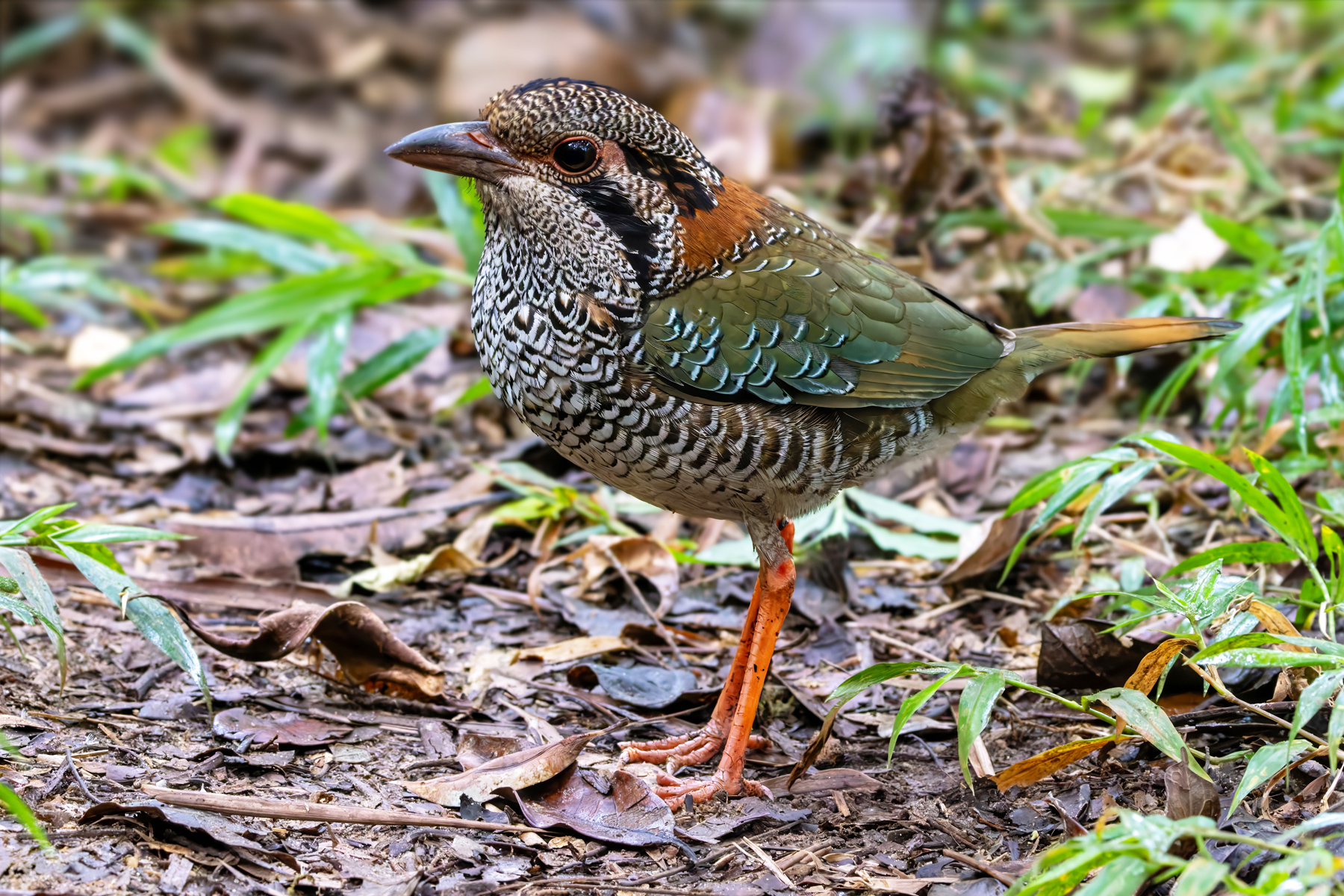 Scaly Ground Roller (image by Nik Borrow)