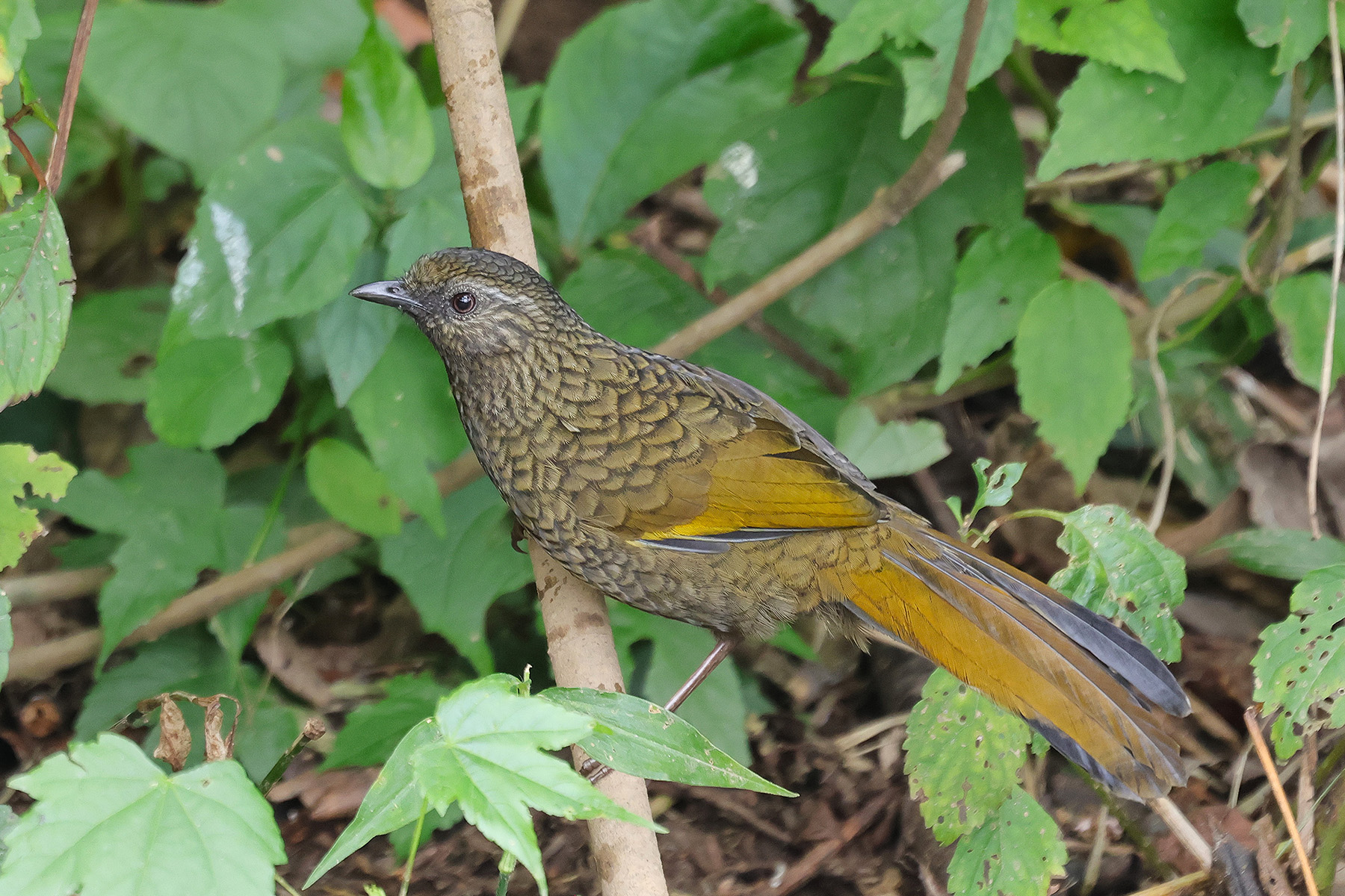 Scaly Laughingthrush (image by Hannu Jännes)