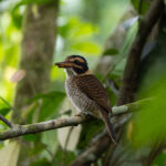 Scaly-breasted Kingfisher (image by Diedert Koppenol)