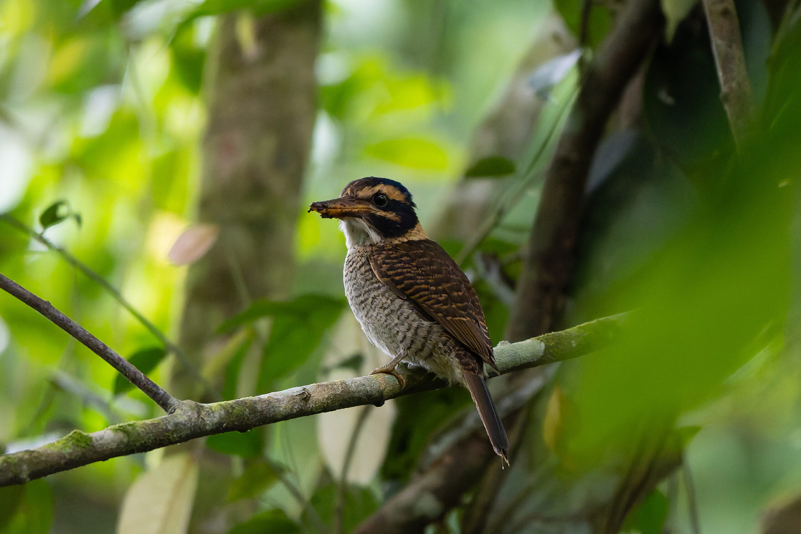 Scaly-breasted Kingfisher (image by Diedert Koppenol)