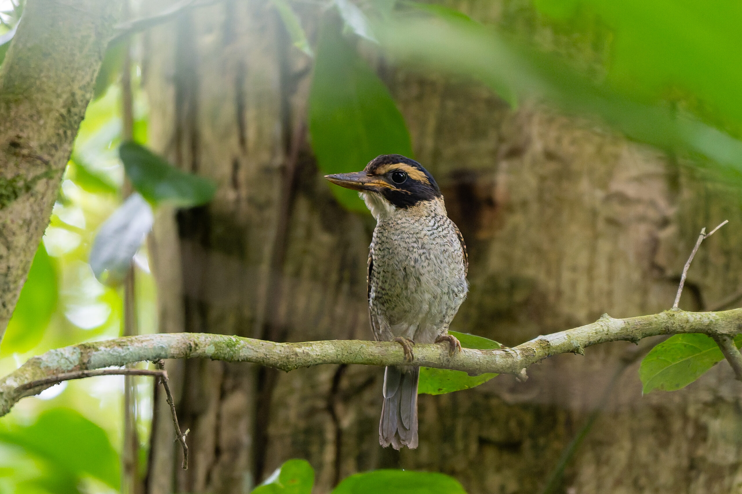 Scaly-breasted Kingfisher (image by Diedert Koppenol)