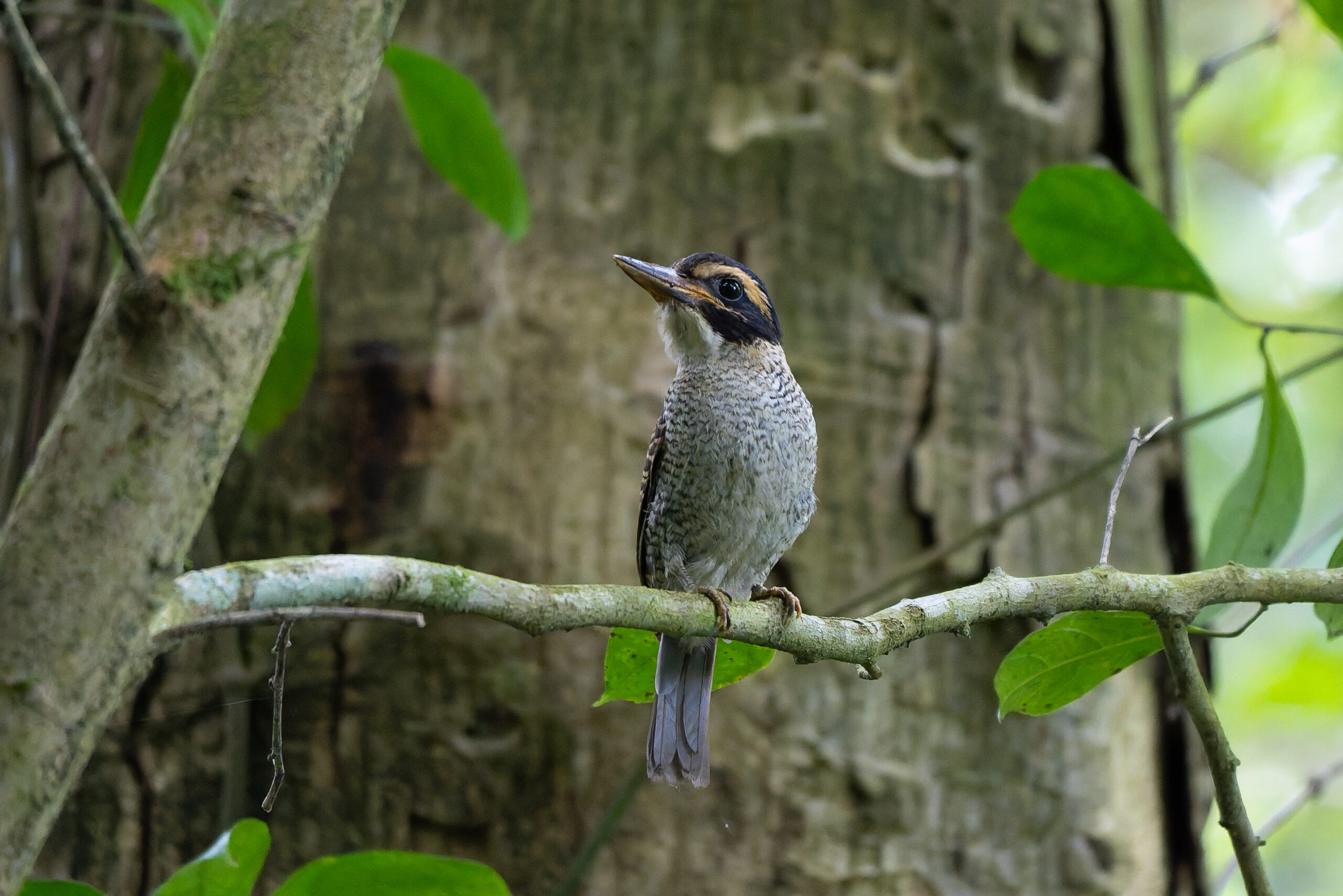 Scaly-breasted Kingfisher (image by Diedert Koppenol)