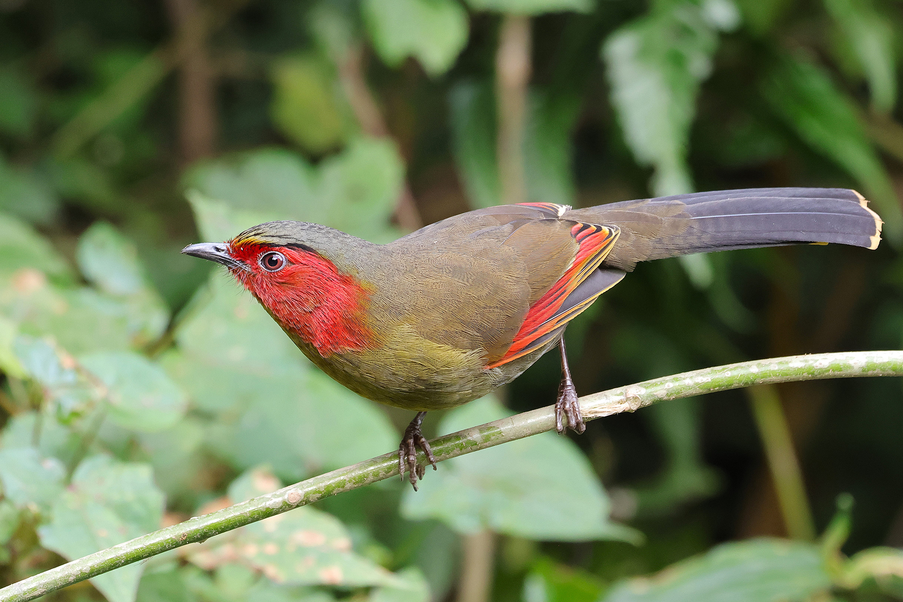 Scarlet-faced Liocichla (image by Hannu Jännes)