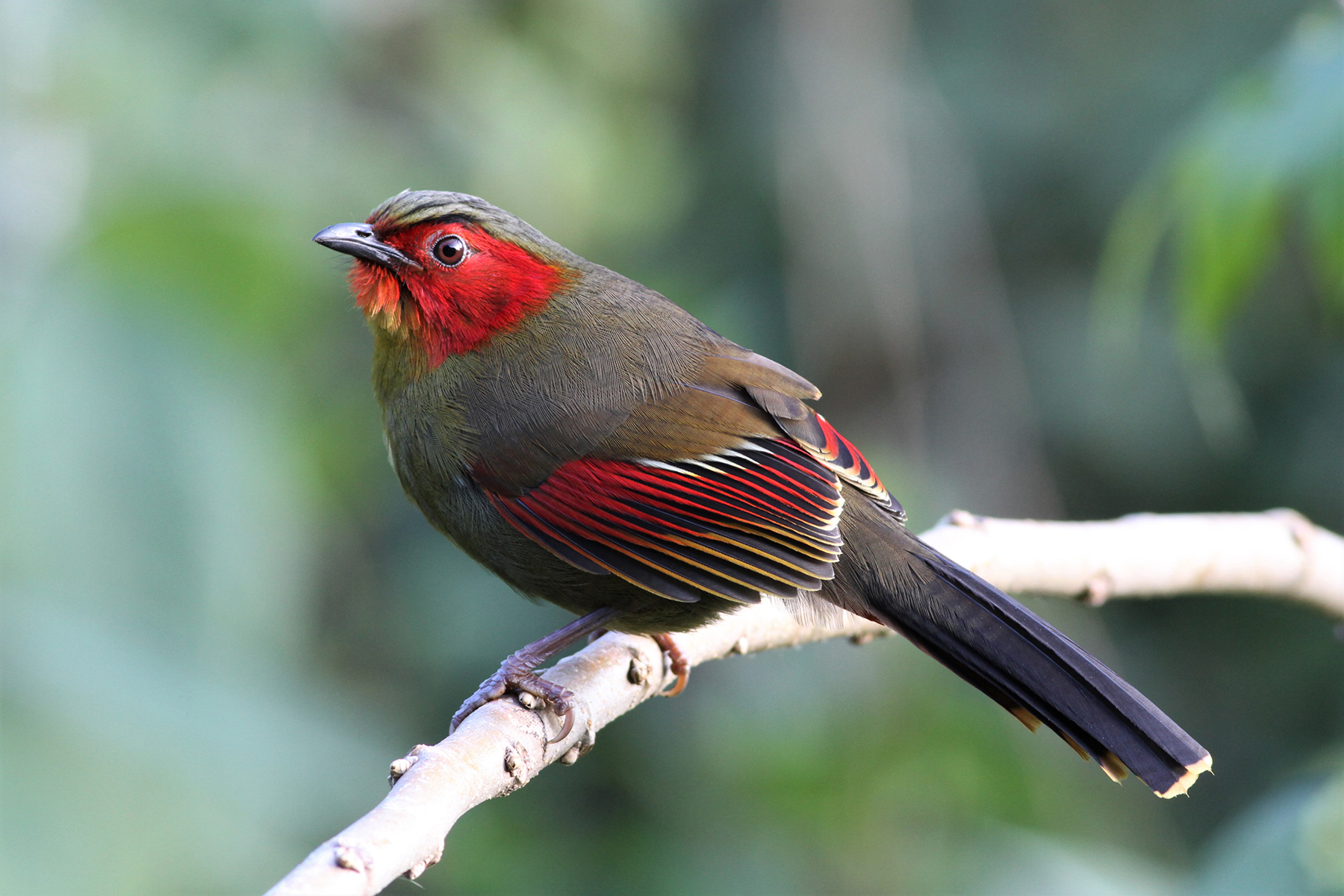 Scarlet-faced Liocichla (image by Hannu Jännes)
