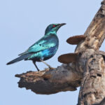 Sharp-tailed Starling (image by Janos Olah)