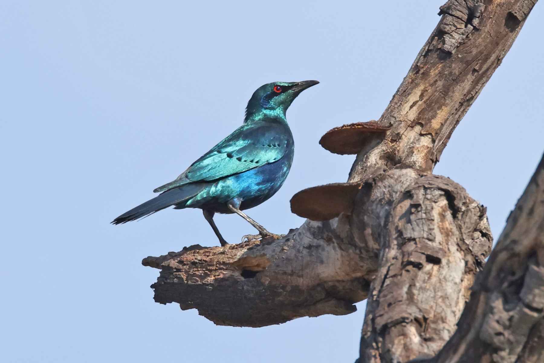 Sharp-tailed Starling (image by Janos Olah)