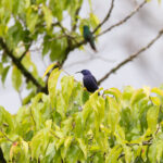 Shining Honeycreeper (image by Diedert Koppenol)