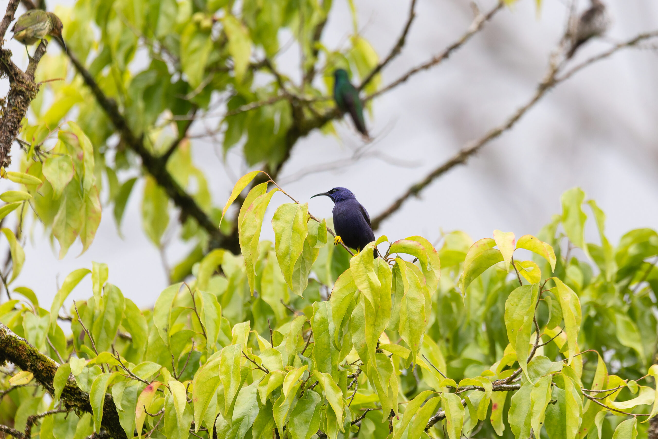 Shining Honeycreeper (image by Diedert Koppenol)