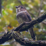 Short-legged Ground Roller (image by Nik Borrow)