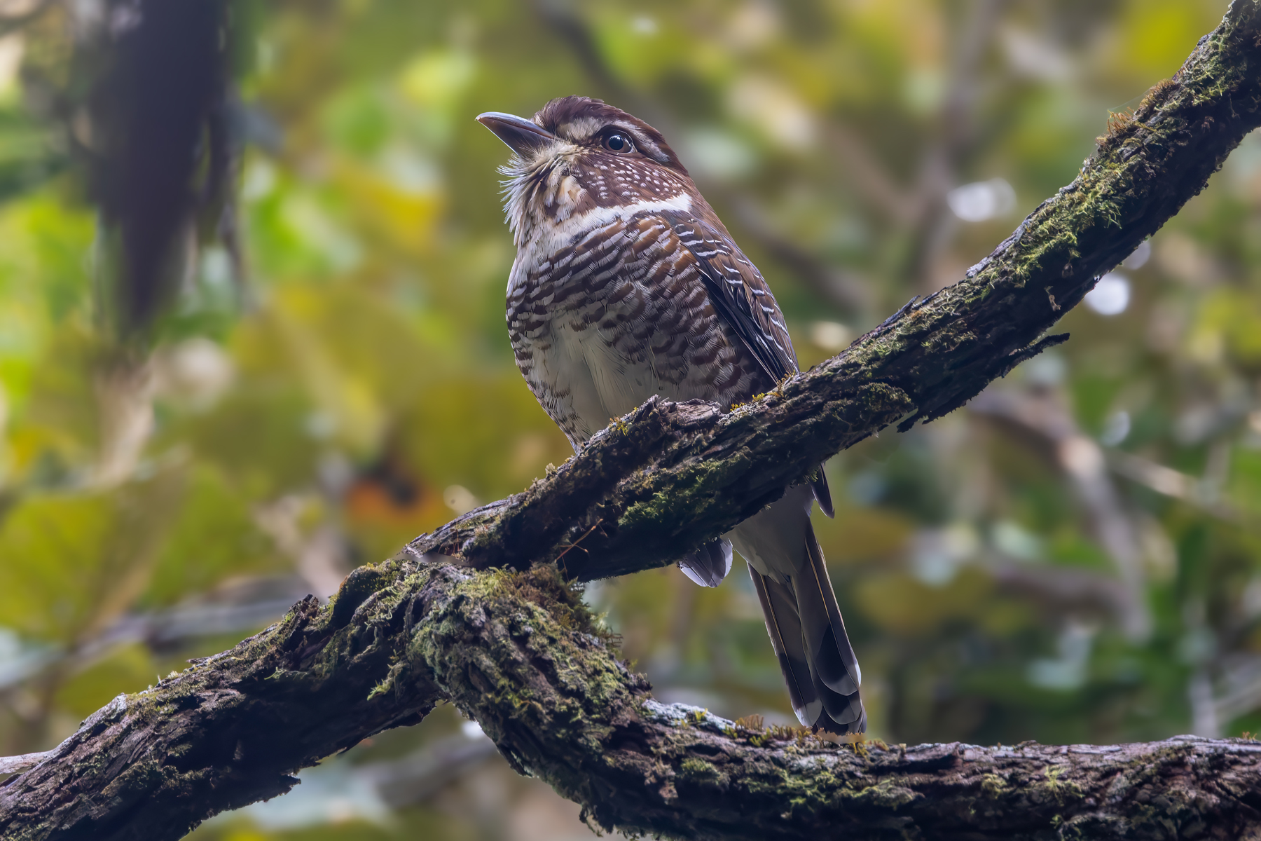 Short-legged Ground Roller (image by Nik Borrow)