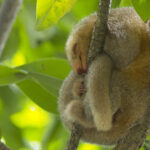 Silky Anteater (image by Tony Mills)