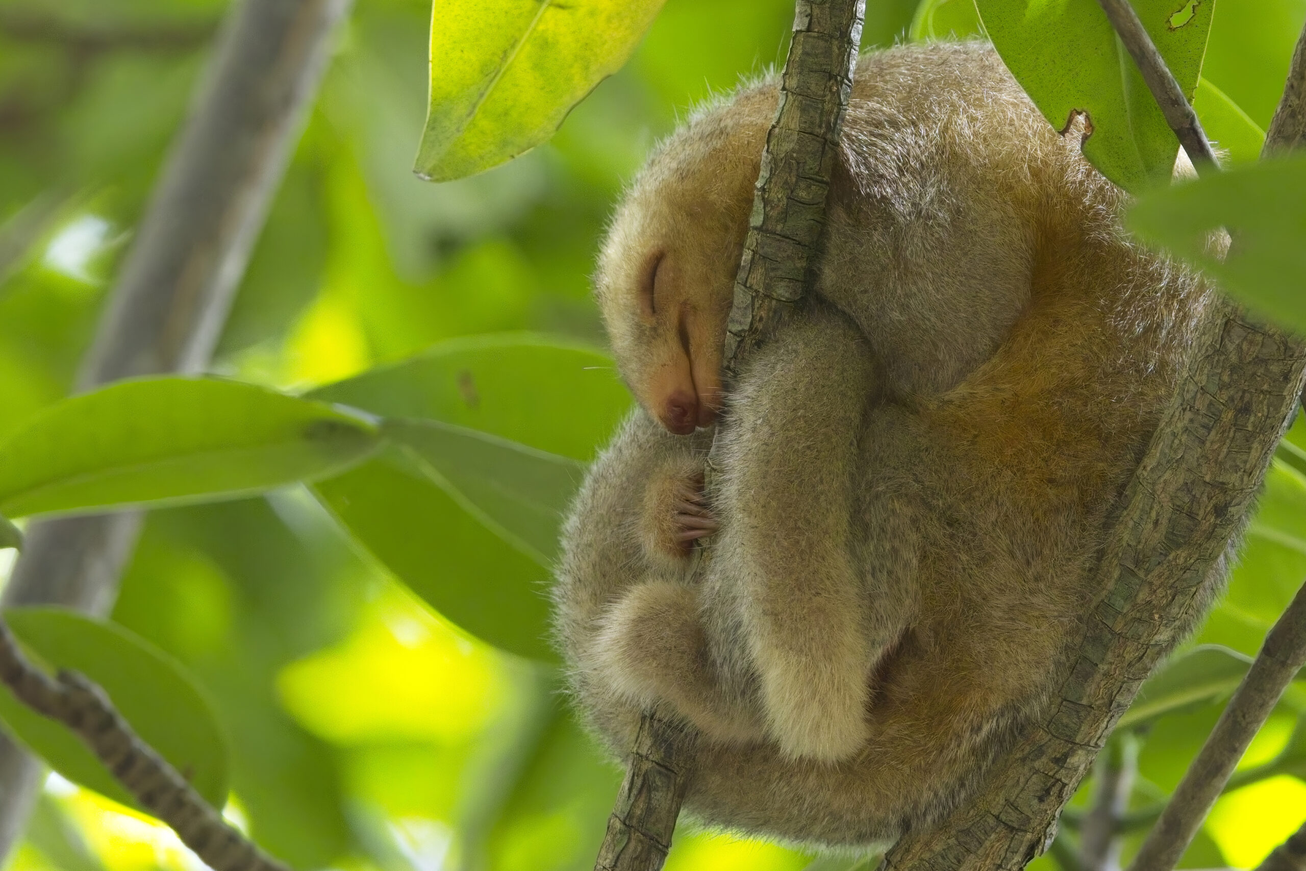 Silky Anteater (image by Tony Mills)