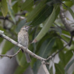 Silver-eared Honeyeater (image by Dáni Balla)