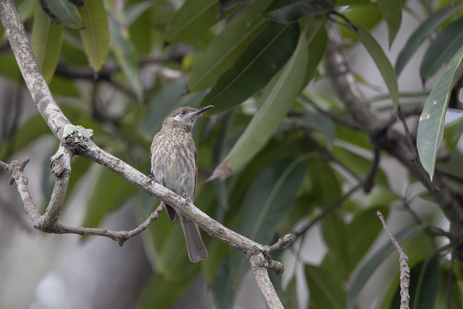 Silver-eared Honeyeater (image by Dáni Balla)
