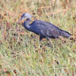 Slaty Egret (image by Janos Olah)