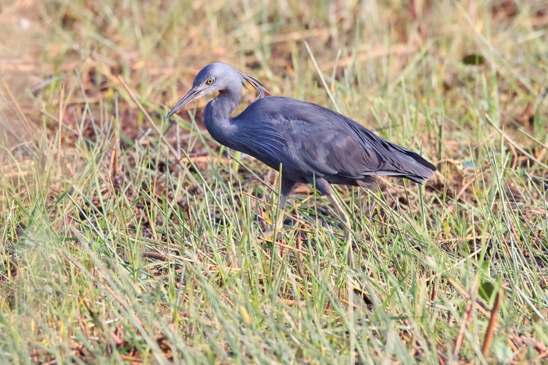 Slaty Egret (image by Janos Olah)