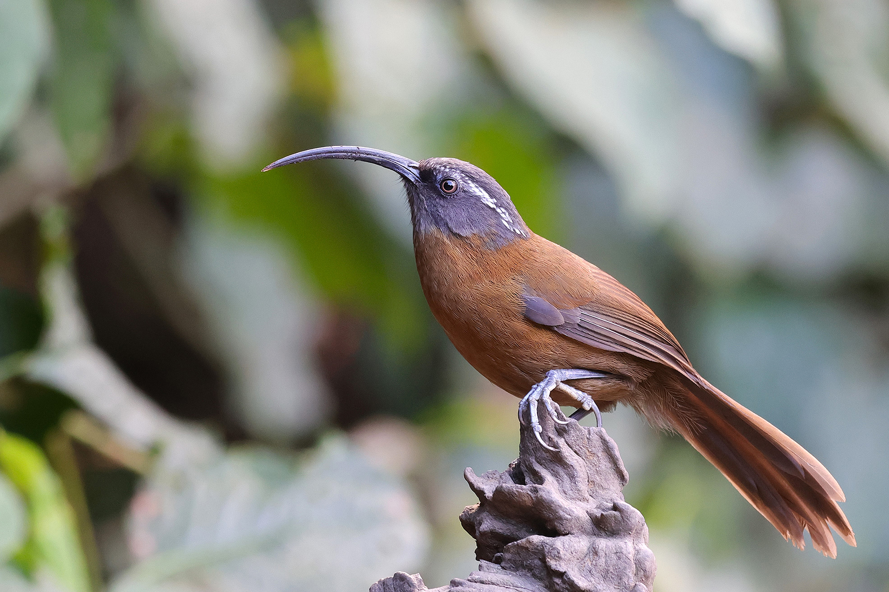 Slender-billed Scimitar Babbler (image by Hannu Jännes)