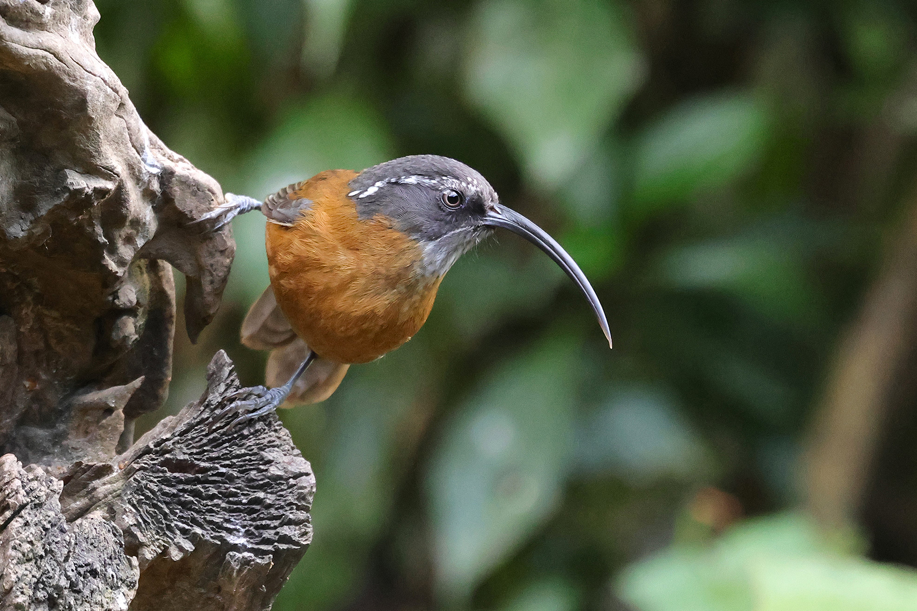 Slender-billed Scimitar Babbler (image by Hannu Jännes)