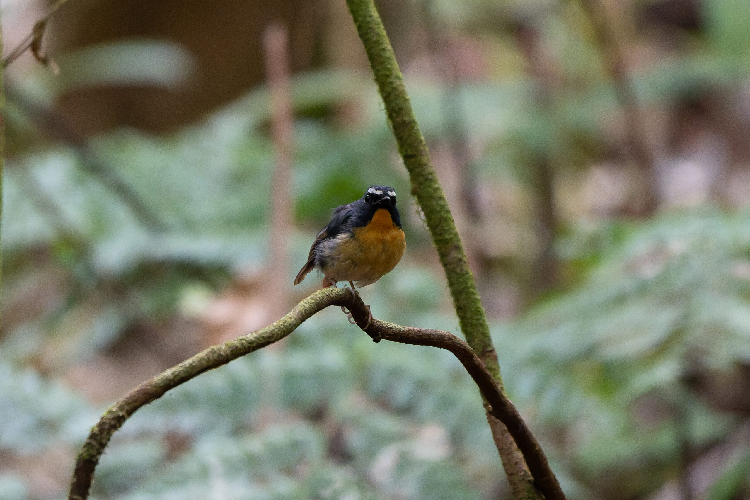 Snowy-browed Flycatcher (image by Diedert Koppenol)