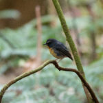 Snowy-browed Flycatcher (image by Diedert Koppenol)