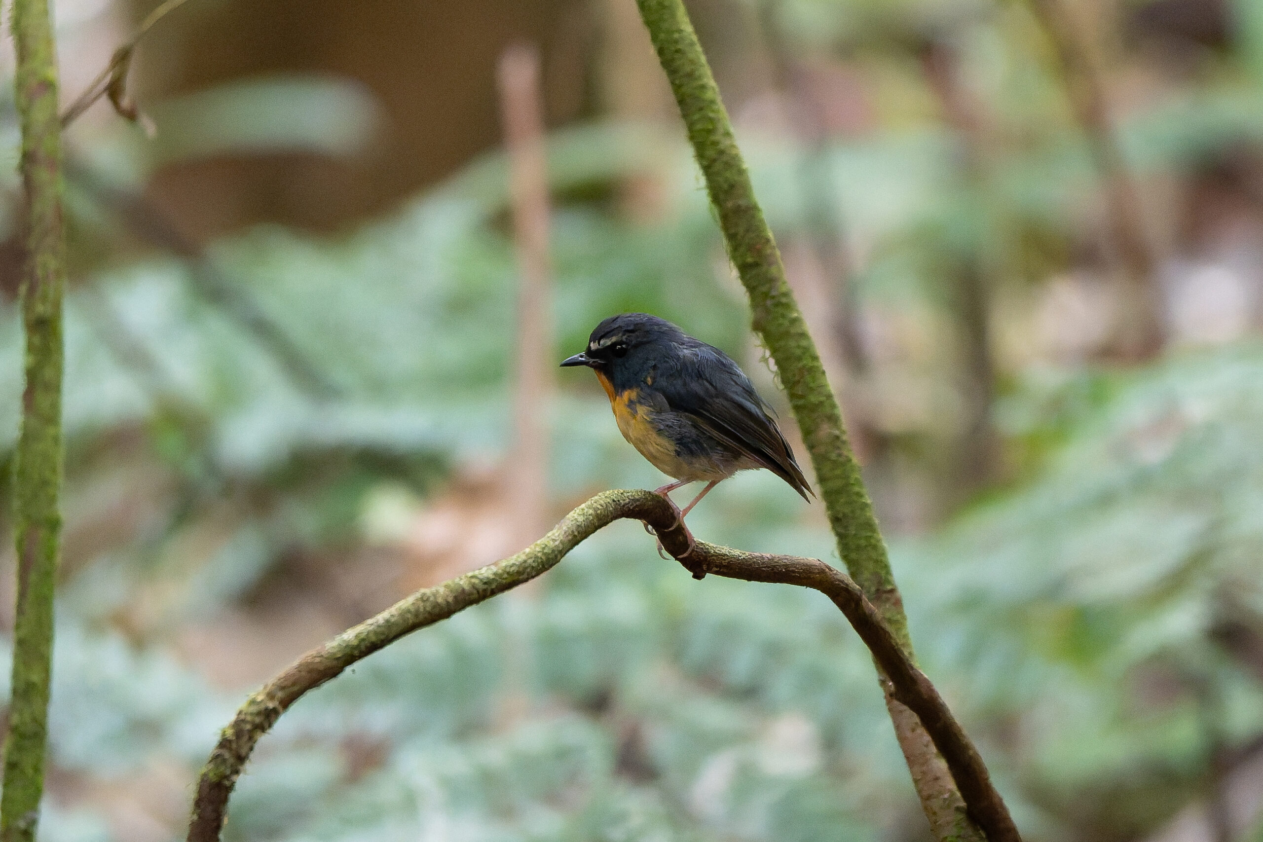 Snowy-browed Flycatcher (image by Diedert Koppenol)