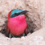 Southern Carmine Bee-eater (image by Janos Olah)