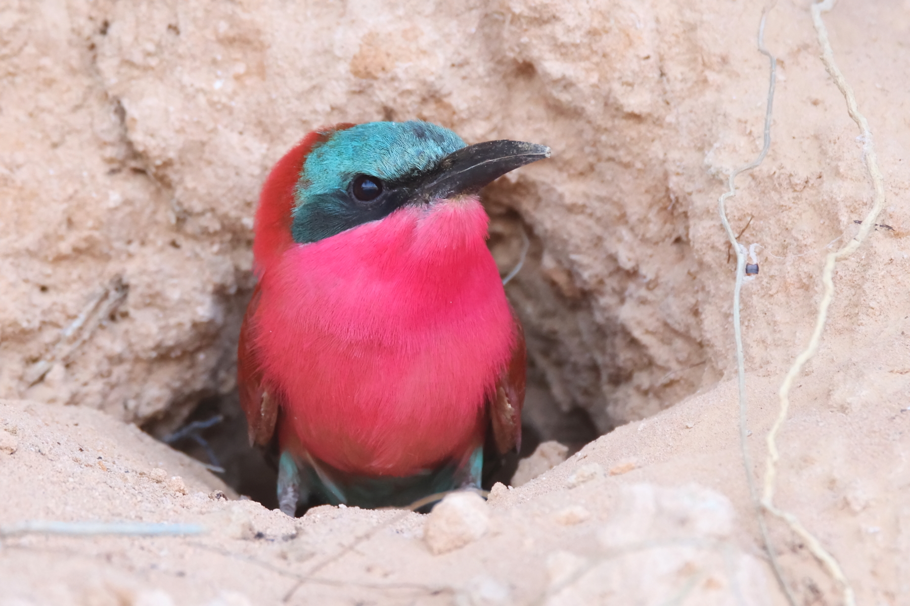 Southern Carmine Bee-eater (image by Janos Olah)