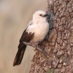Southern Pied Babbler (image by Janos Olah)