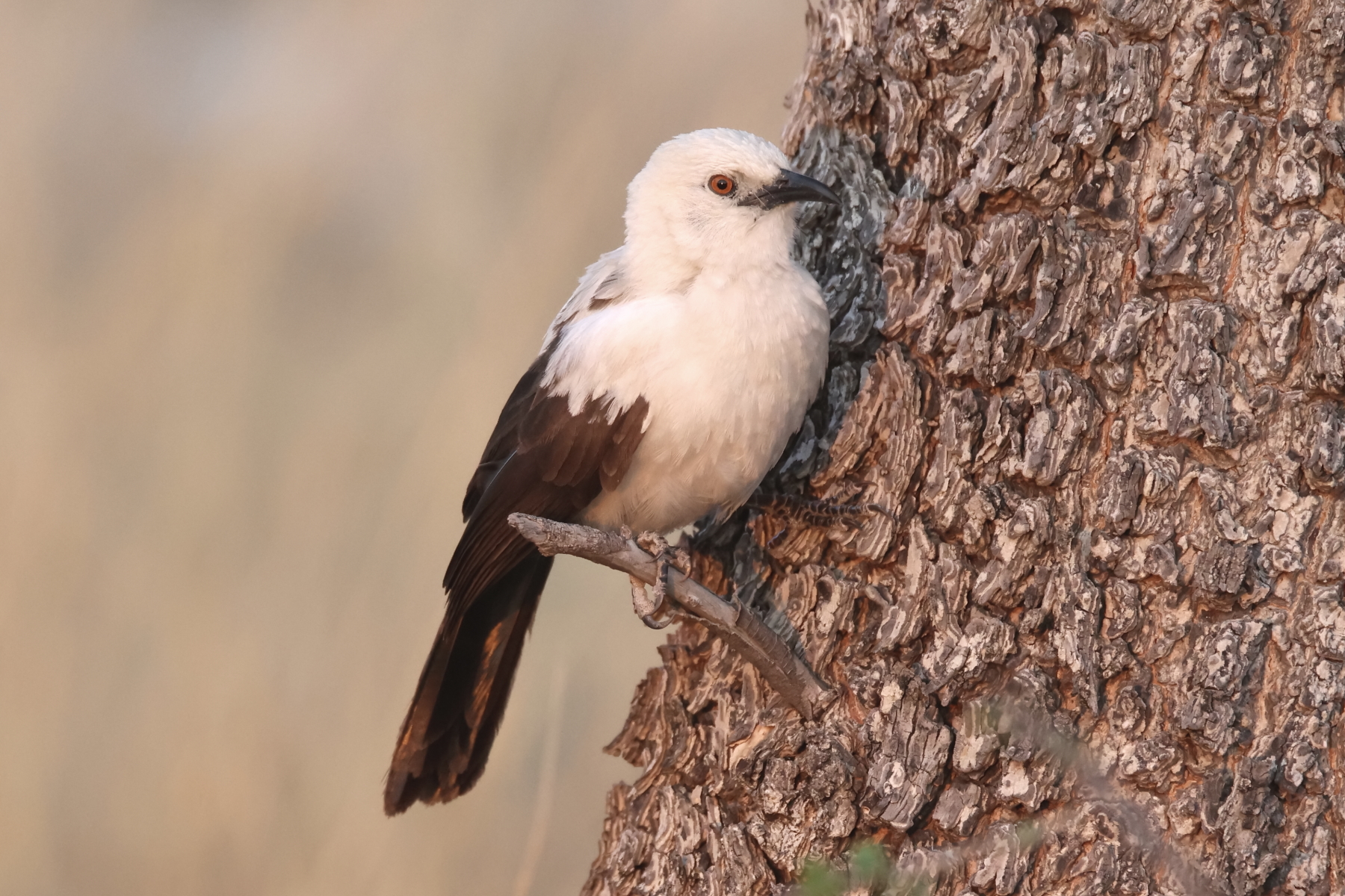 Southern Pied Babbler (image by Janos Olah)