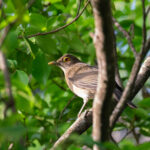 Spectacled Thrush (image by Diedert Koppenol)