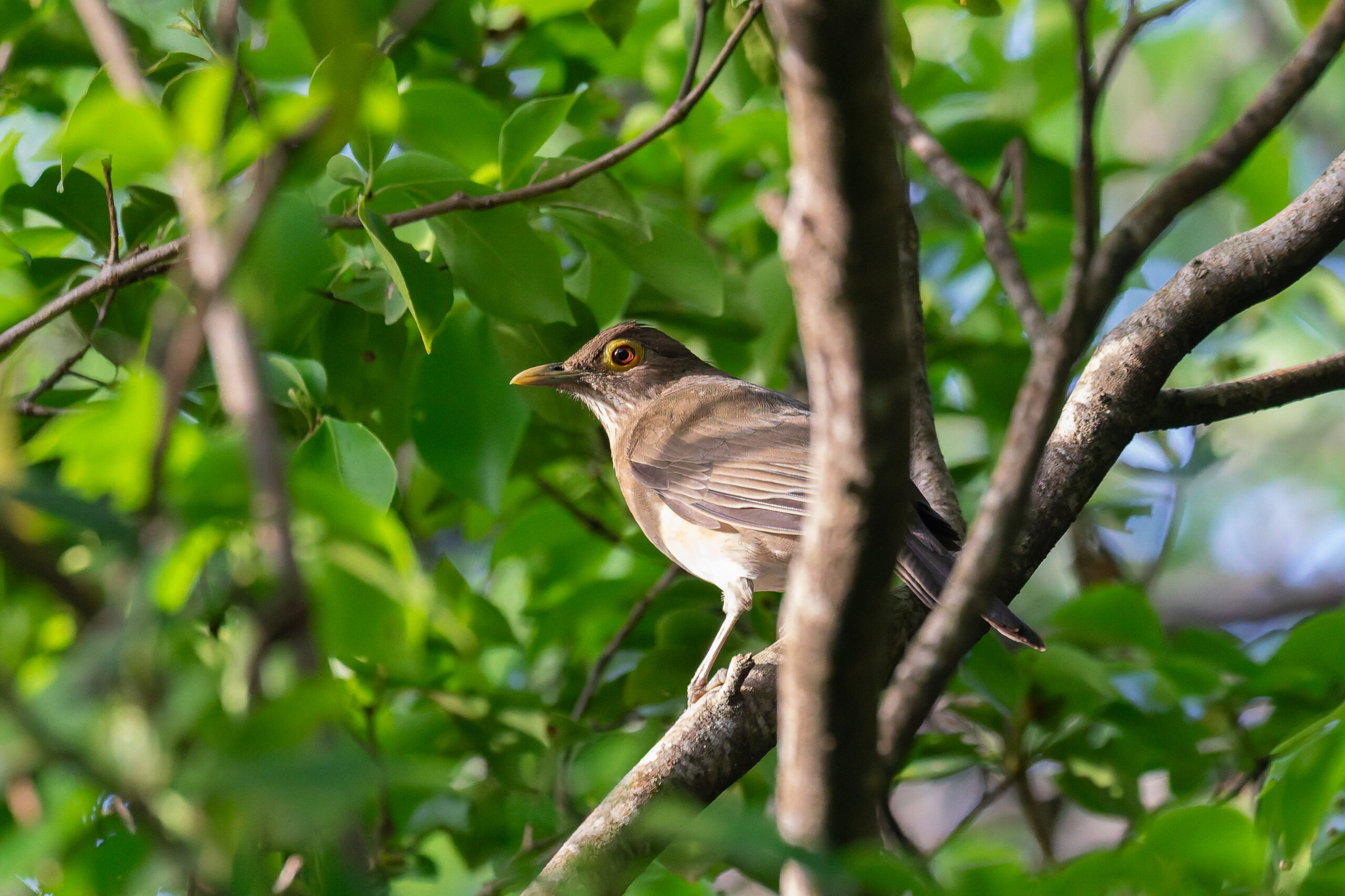 Spectacled Thrush (image by Diedert Koppenol)
