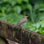 Spectacled Thrush (image by Diedert Koppenol)