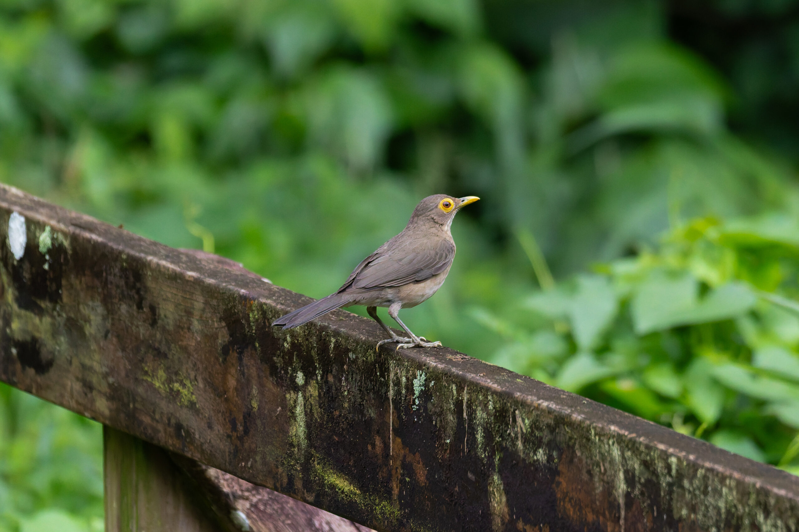 Spectacled Thrush (image by Diedert Koppenol)