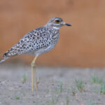 Spotted Thick-knee (image by Janos Olah)
