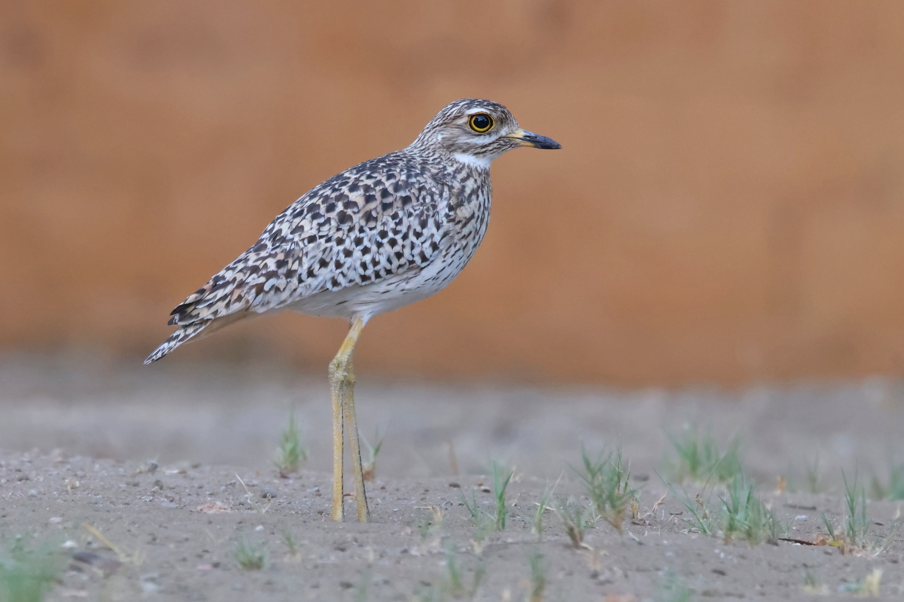 Spotted Thick-knee (image by Janos Olah)