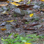 female St. Lucia Black Finch (image by Diedert Koppenol)