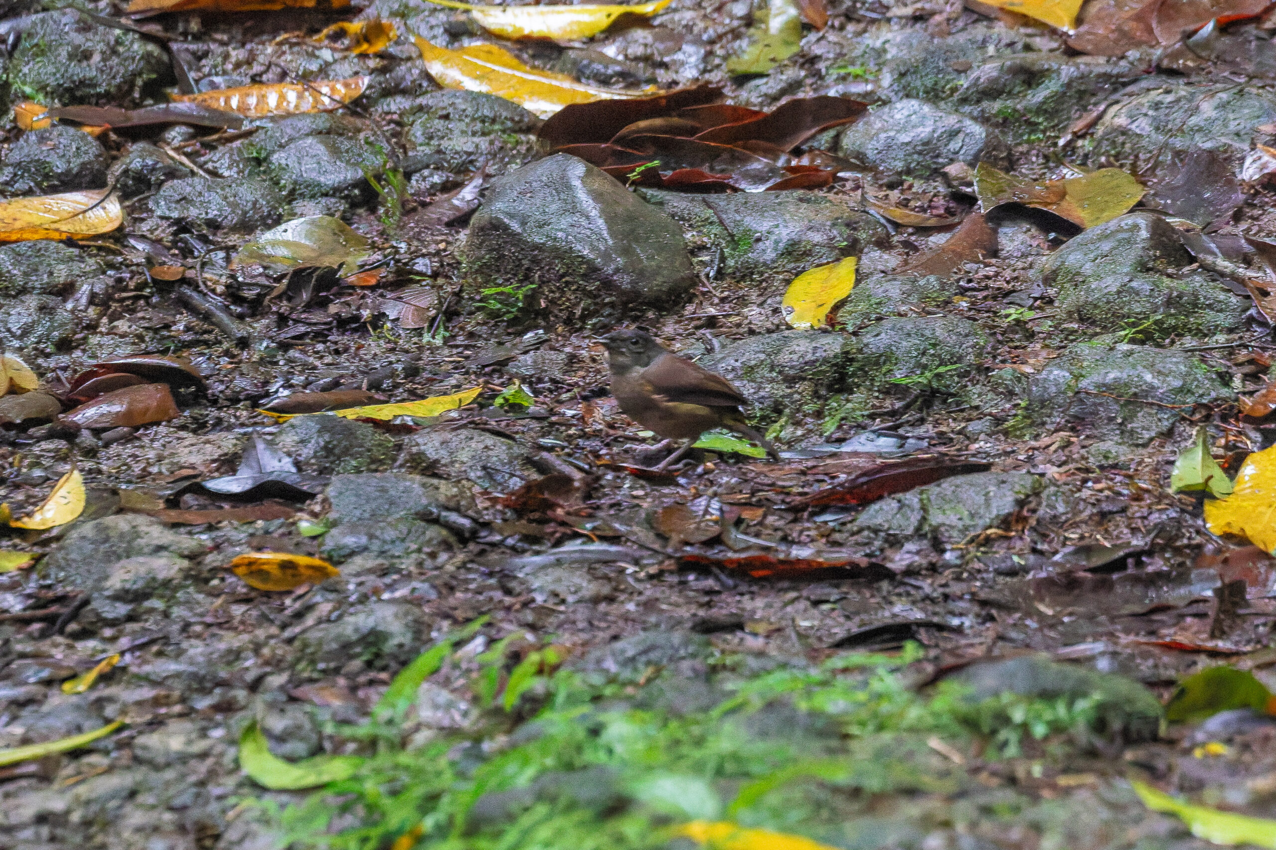 female St. Lucia Black Finch (image by Tony Mills)