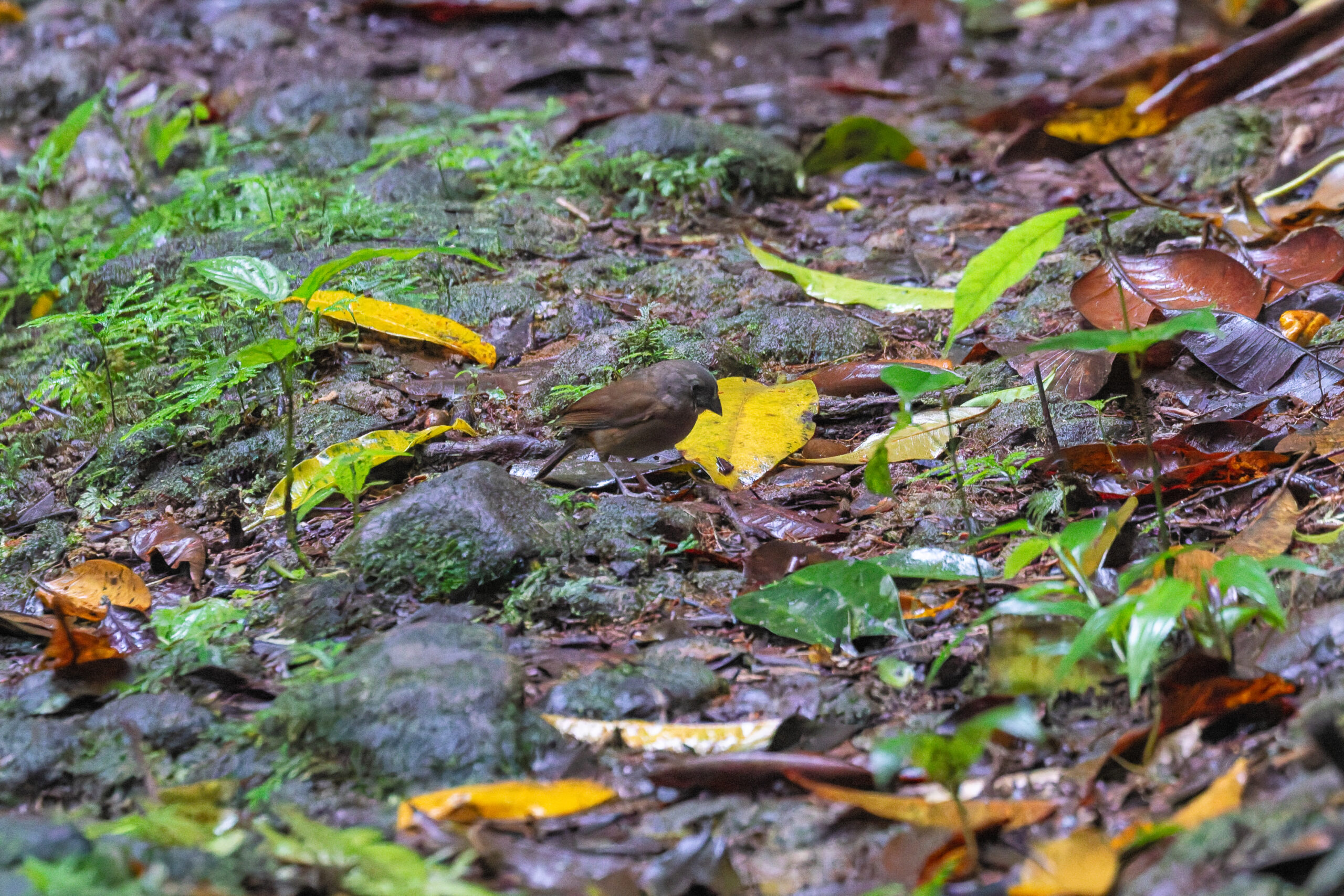 female St. Lucia Black Finch (image by Tony Mills)