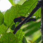 male St. Lucia Oriole (image by Diedert Koppenol)